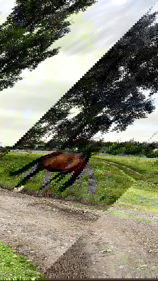 toriawashere image ~ Altpins