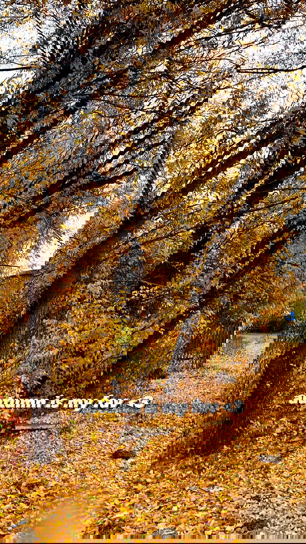 toriawashere image ~ Altpins