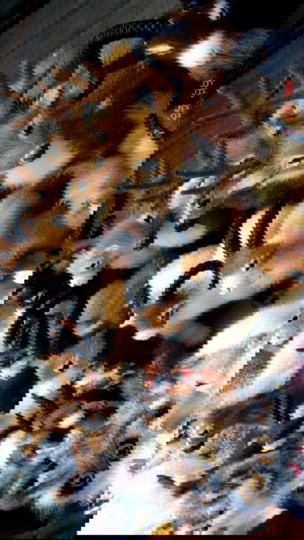 toriawashere image ~ Altpins