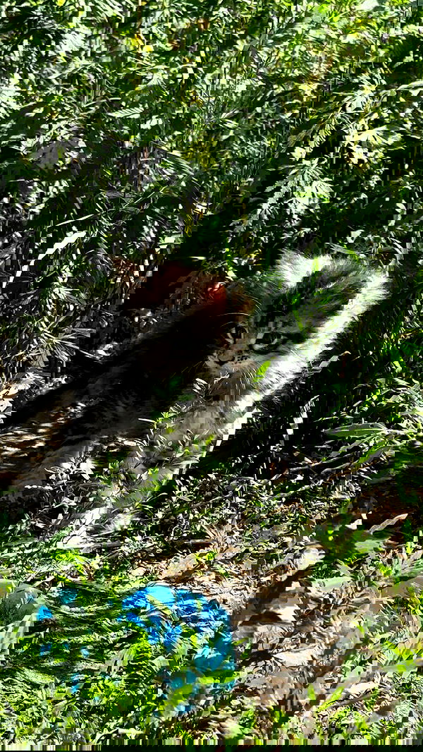 toriawashere image ~ Altpins