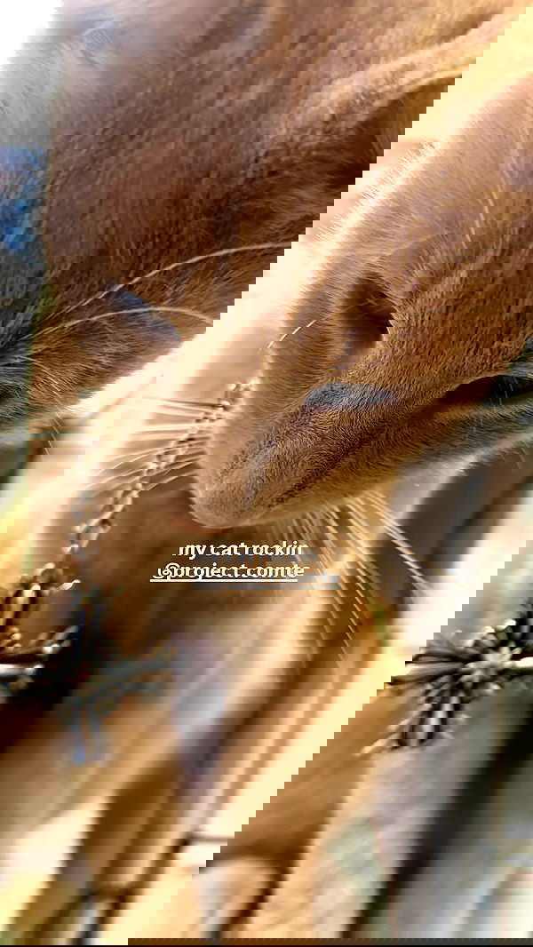 tsukiyanas image ~ Altpins