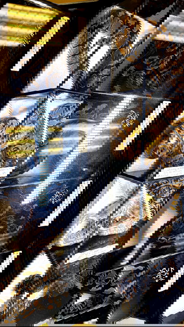 tsukiyanas image ~ Altpins