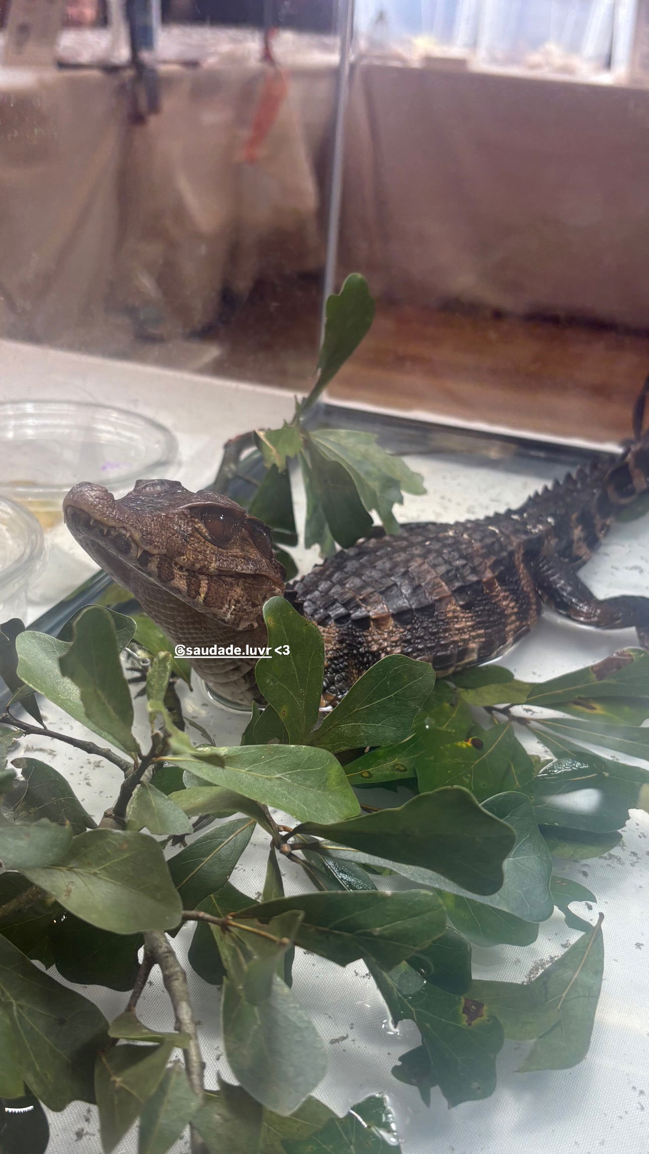 tsukiyanas instagram image archive image