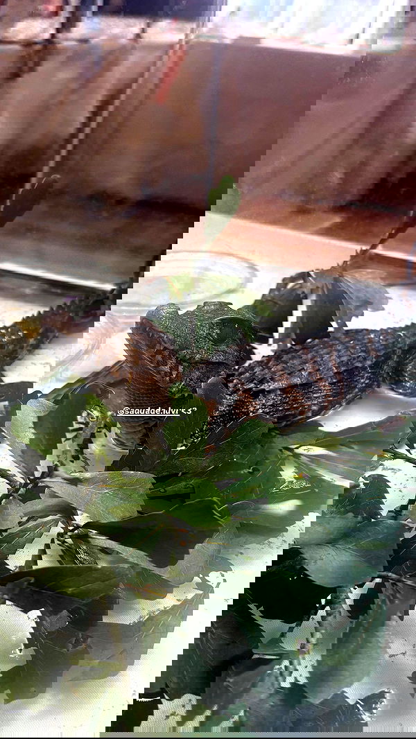 tsukiyanas image ~ Altpins