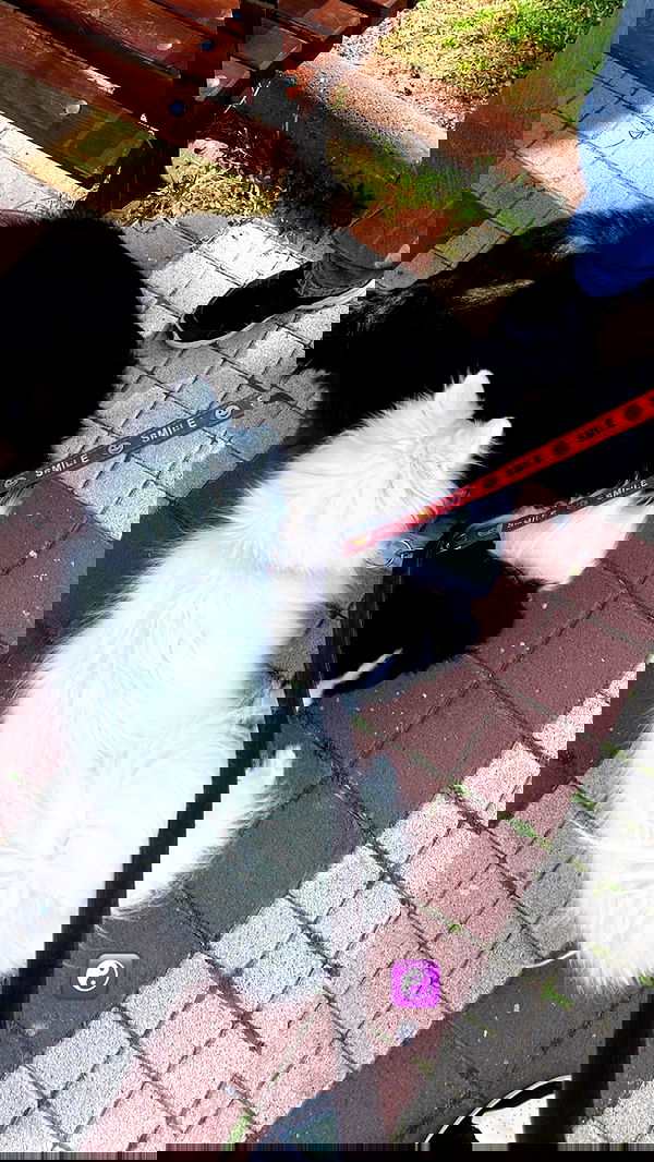 tuliish_ image ~ Altpins