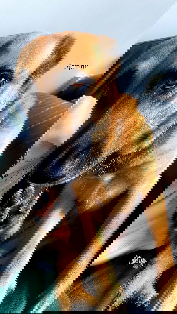 tuliish_ image ~ Altpins