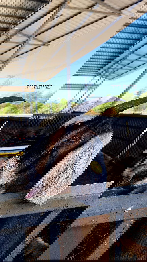 tuliish_ image ~ Altpins