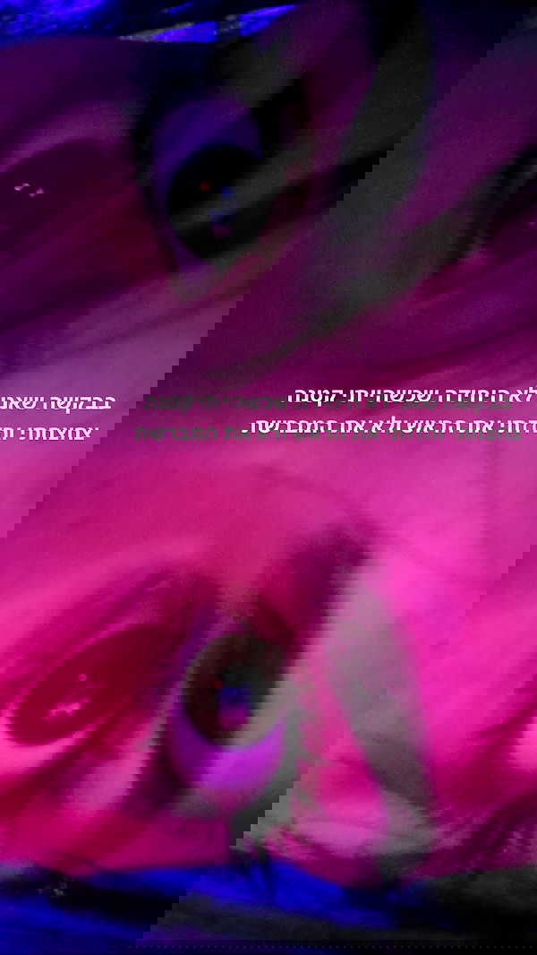 tuliprivet tuliprivet archive image