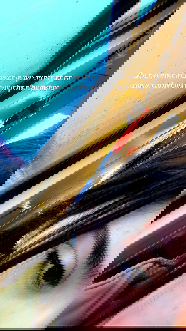 tuliprivet tuliprivet archive image