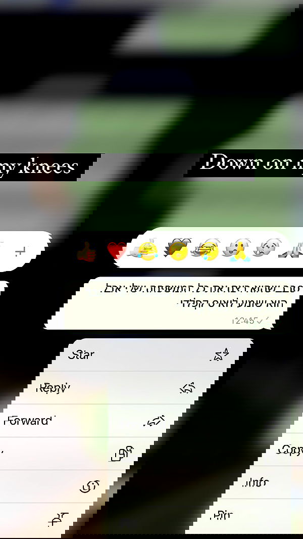 tuliprivet tuliprivet archive image