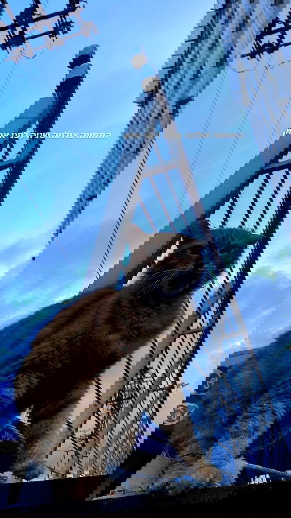 tuliprivet tuliprivet archive image