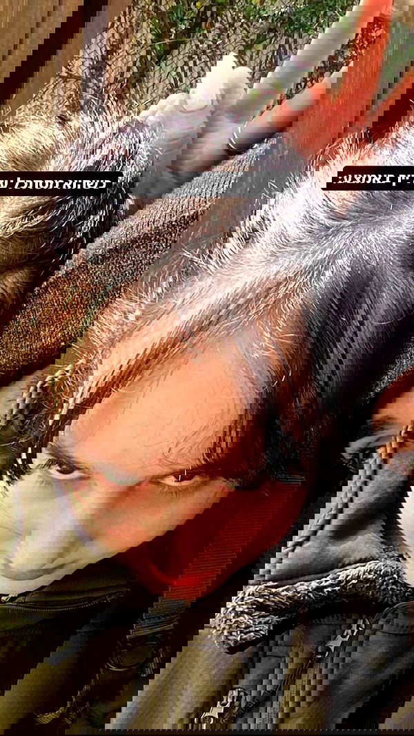 tuliprivet tuliprivet archive image