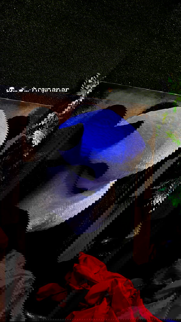 tuliprivet tuliprivet archive image