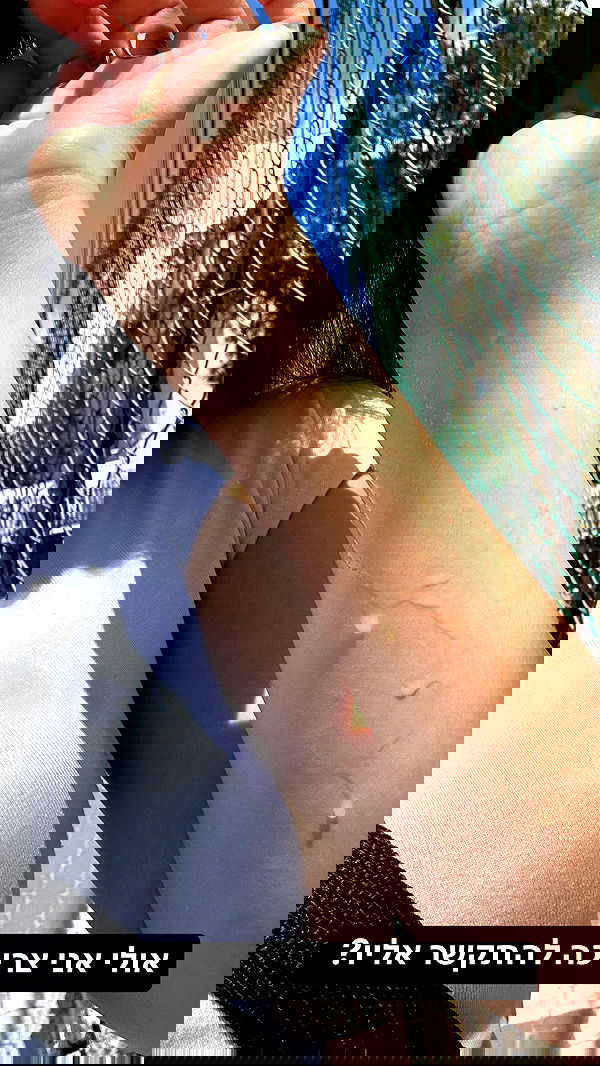 tuliprivet tuliprivet archive image