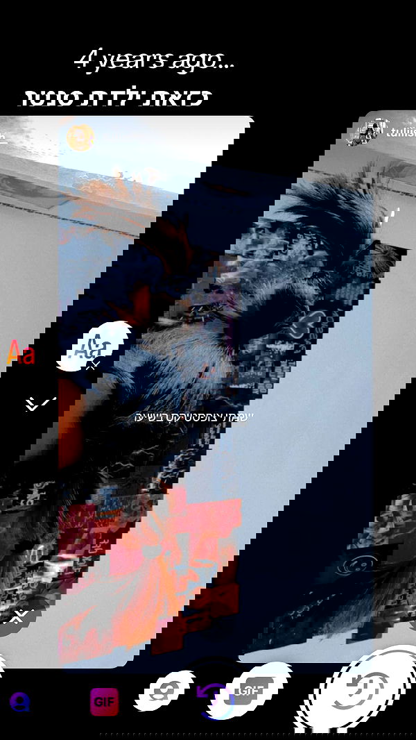 tuliprivet tuliprivet archive image