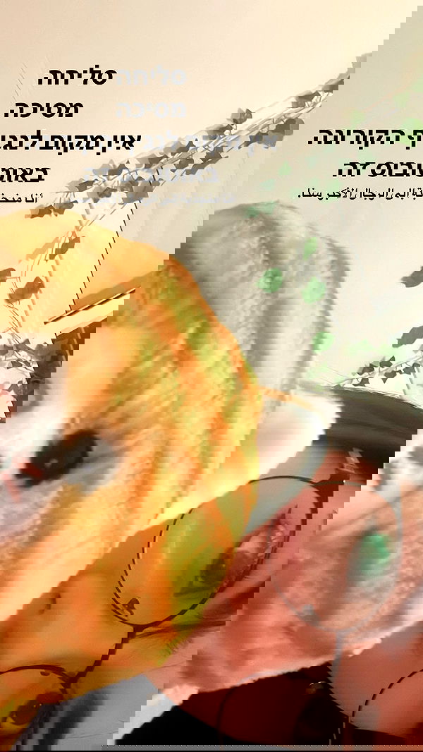 tuliprivet tuliprivet archive image