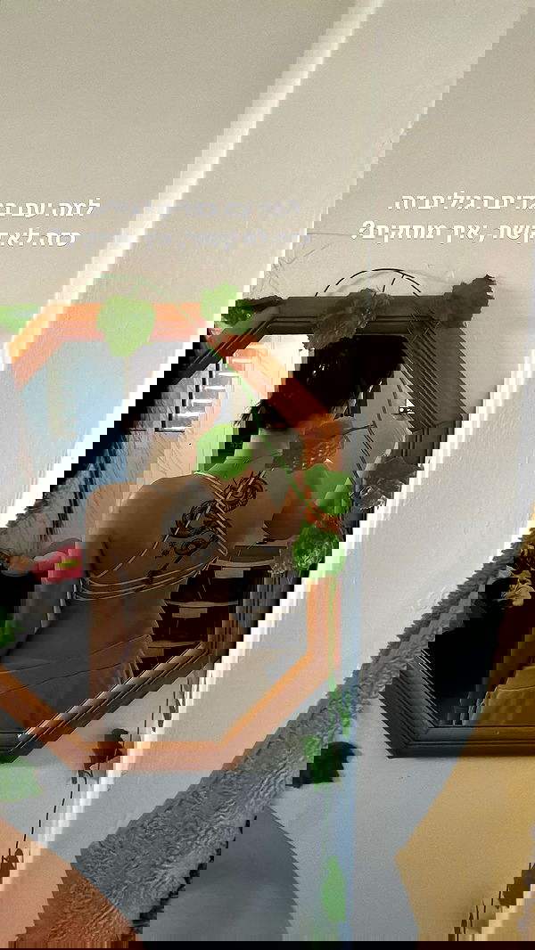 tuliprivet tuliprivet archive image