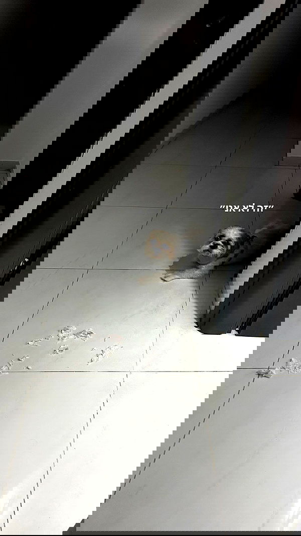 tuliprivet tuliprivet archive image