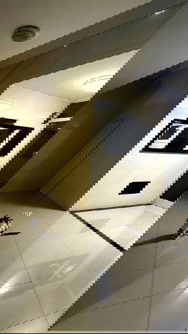 tuliprivet tuliprivet archive image