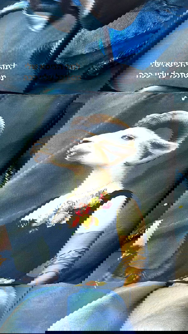 tuliprivet tuliprivet archive image