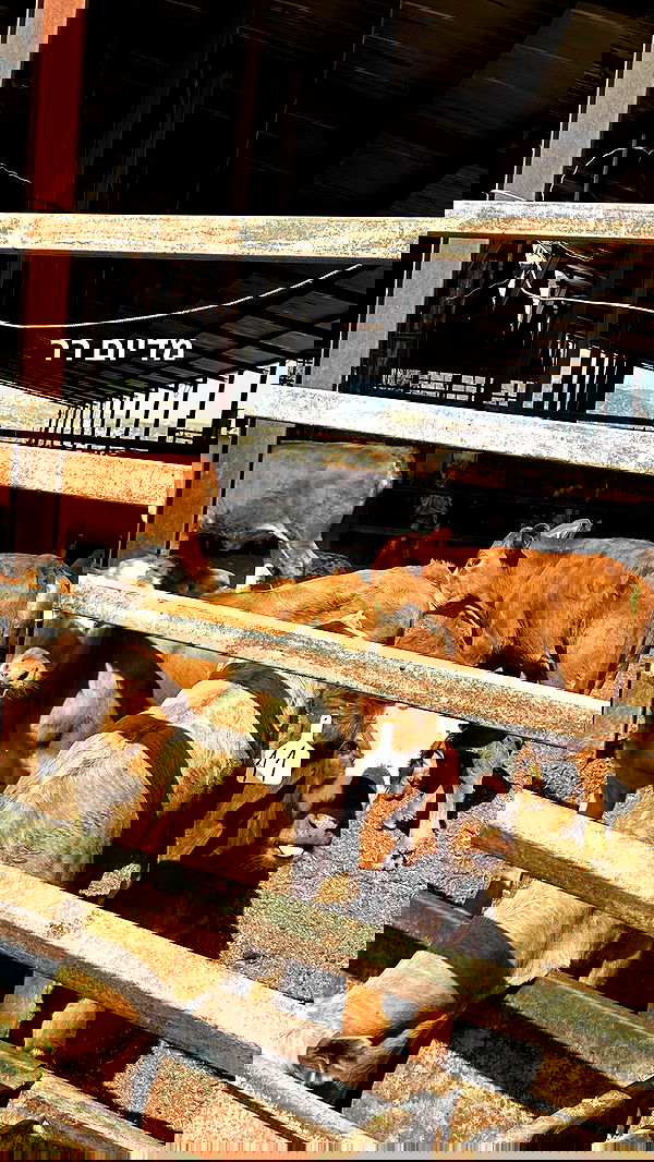 tuliprivet tuliprivet archive image