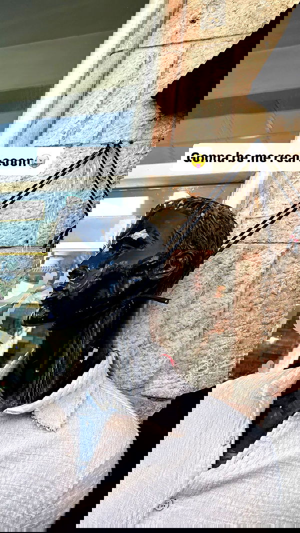 tuliprivet tuliprivet archive image