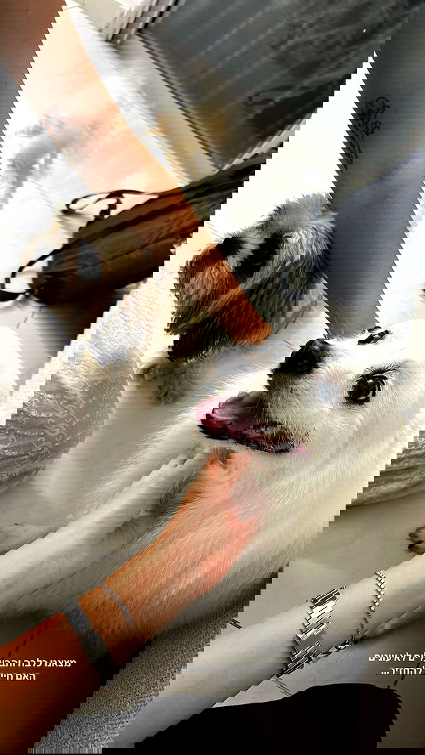 tuliprivet tuliprivet archive image