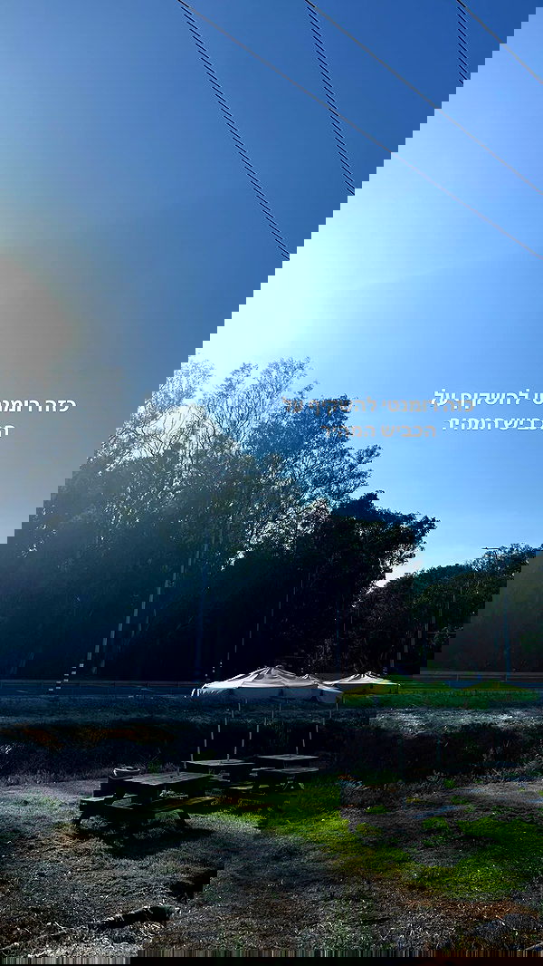 tuliprivet tuliprivet archive image