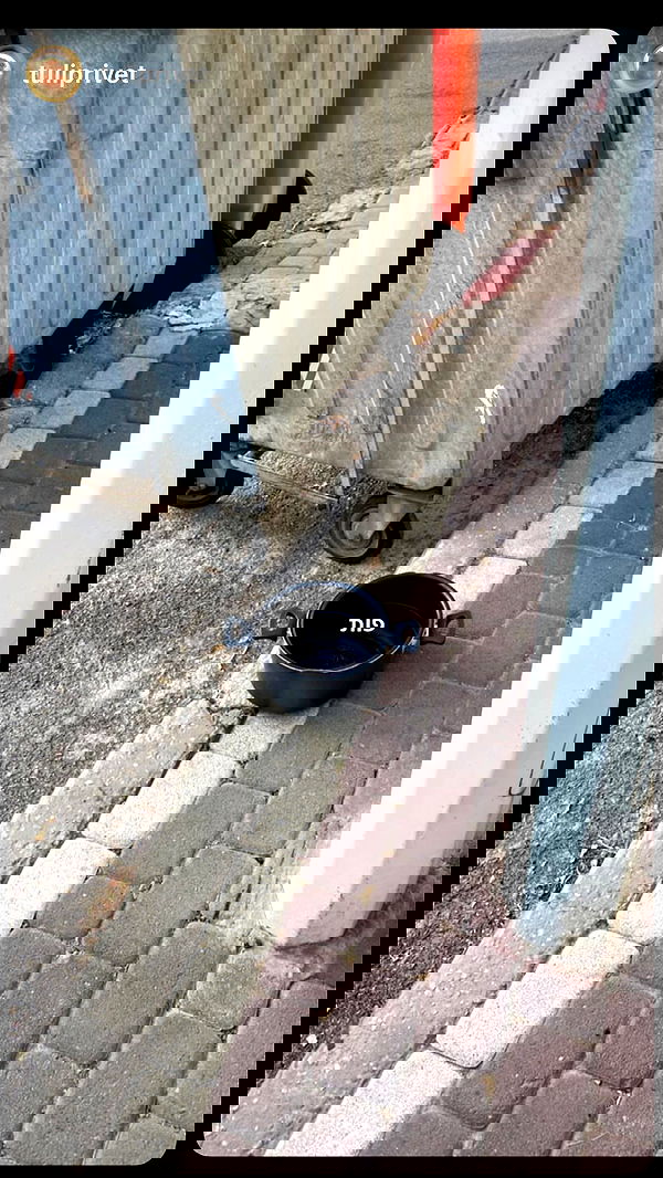 tuliprivet tuliprivet archive image