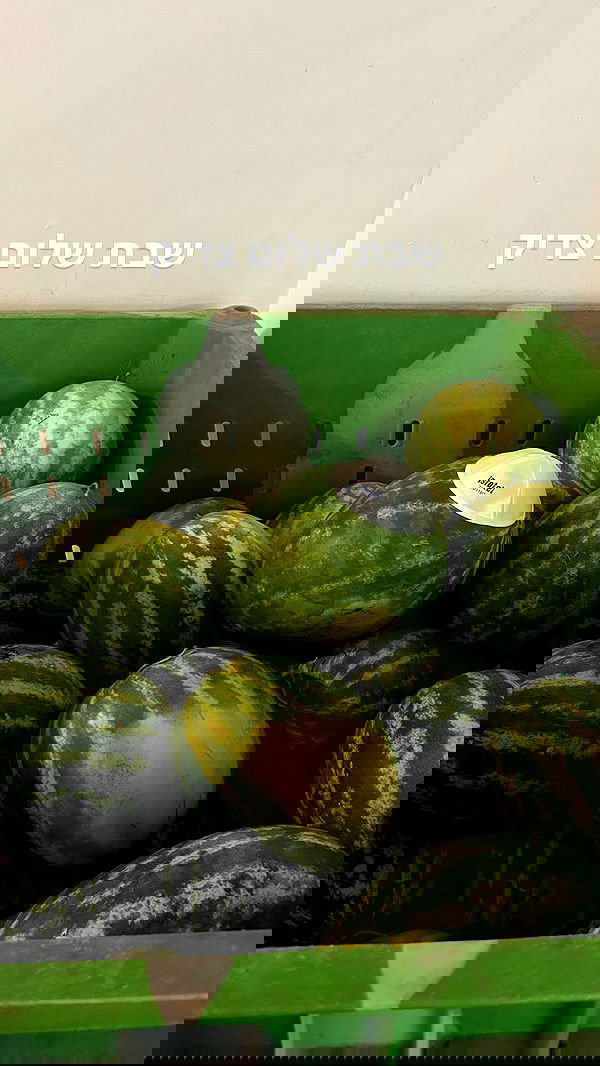 tuliprivet tuliprivet archive image