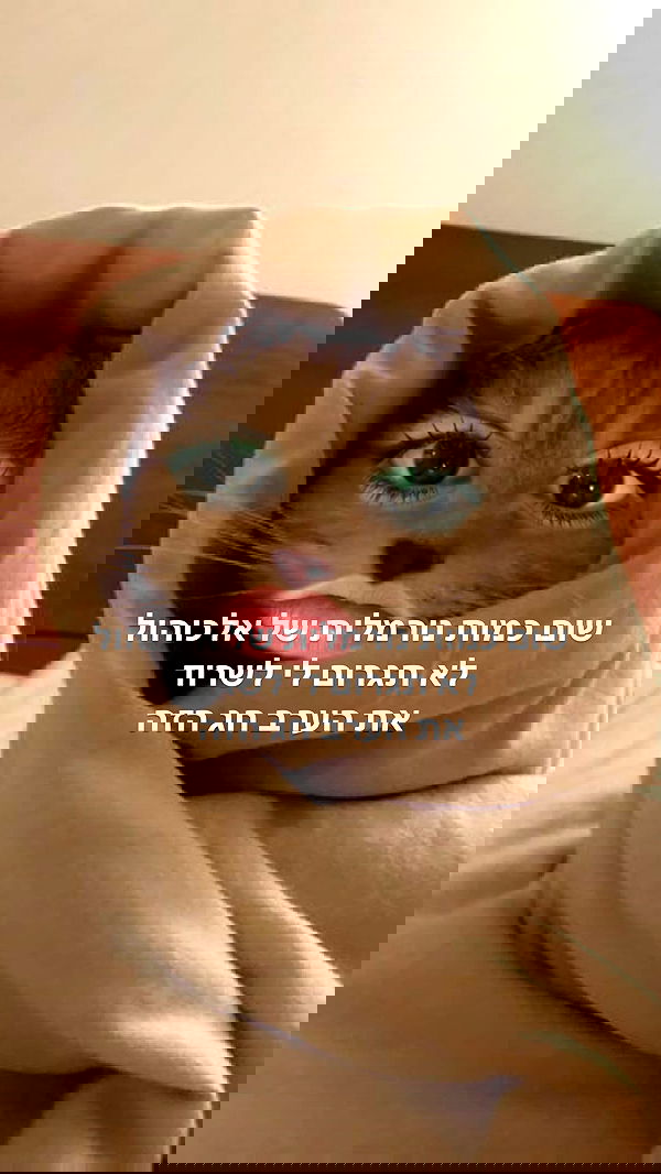 tuliprivet tuliprivet archive image