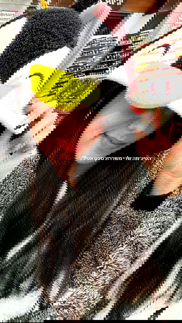 tuliprivet tuliprivet archive image