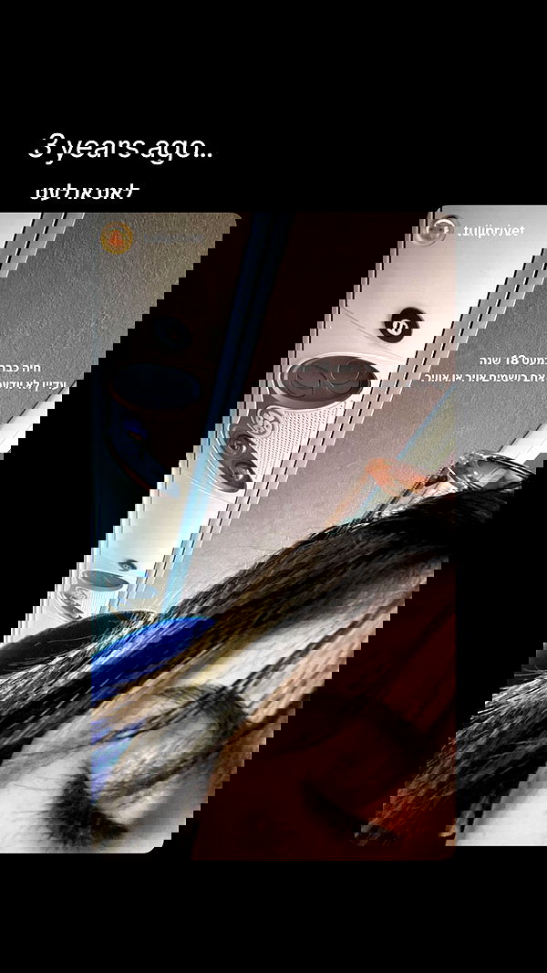 tuliprivet tuliprivet archive image