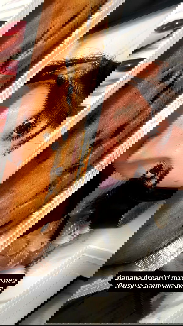 tuliprivet tuliprivet archive image