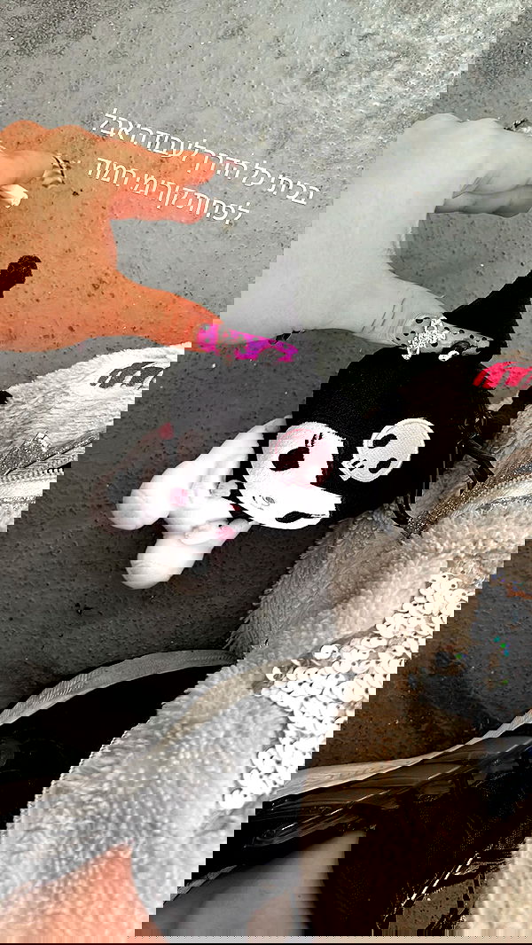 tutiiiiii666 tutiiiiii666 archive image