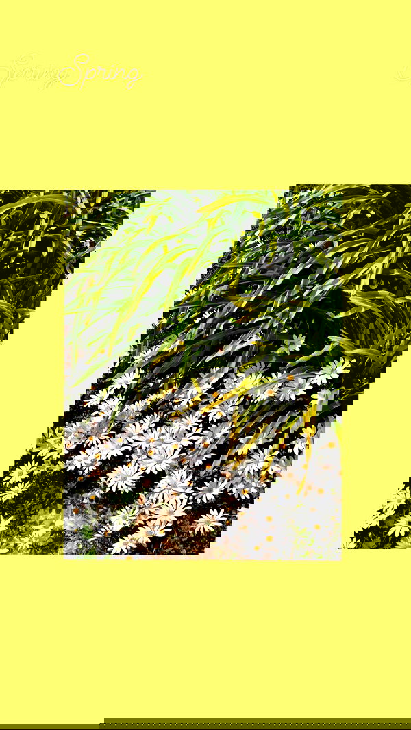 v.e.r.o._.n.i.c.a image ~ Altpins