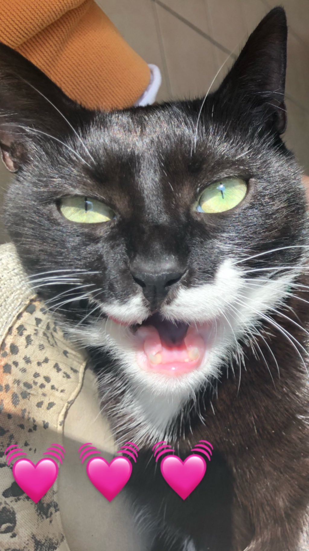 v.e.r.o._.n.i.c.a instagram image archive image