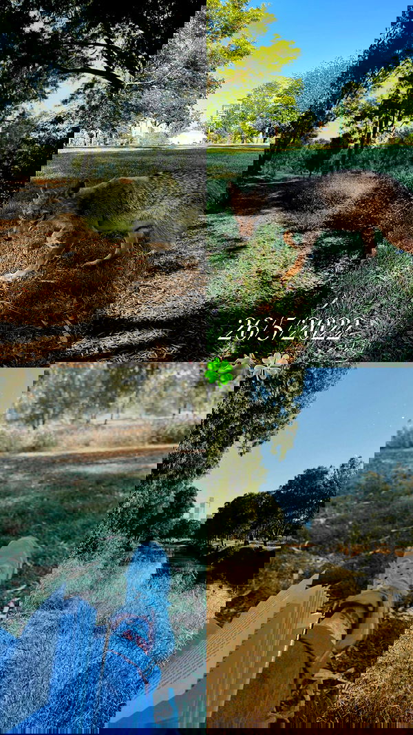 v.e.r.o._.n.i.c.a image ~ Altpins