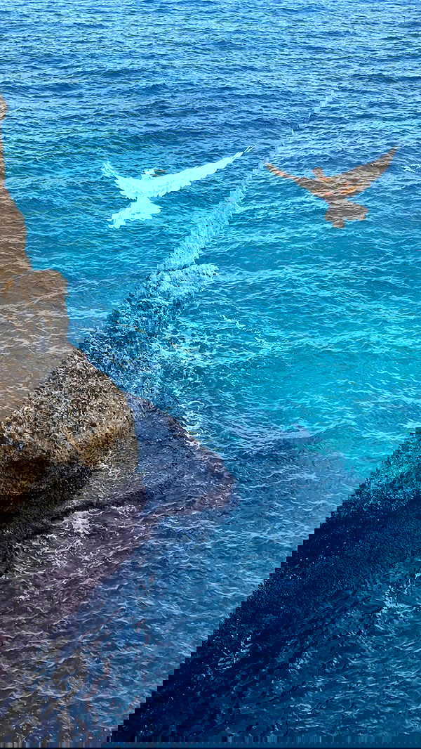 v.e.r.o._.n.i.c.a image ~ Altpins