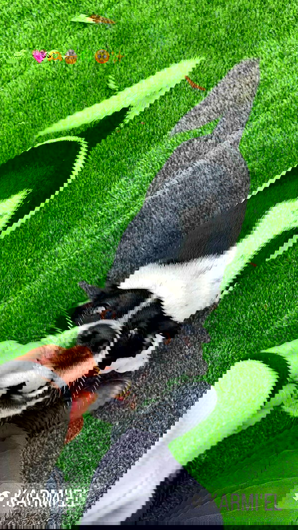 v.e.r.o._.n.i.c.a image ~ Altpins