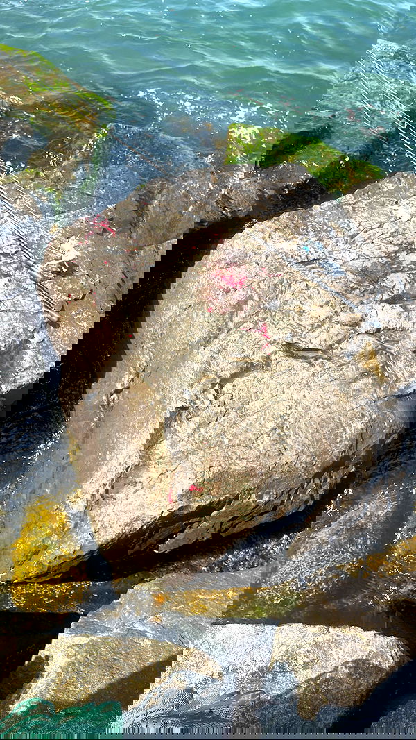 v.e.r.o._.n.i.c.a image ~ Altpins