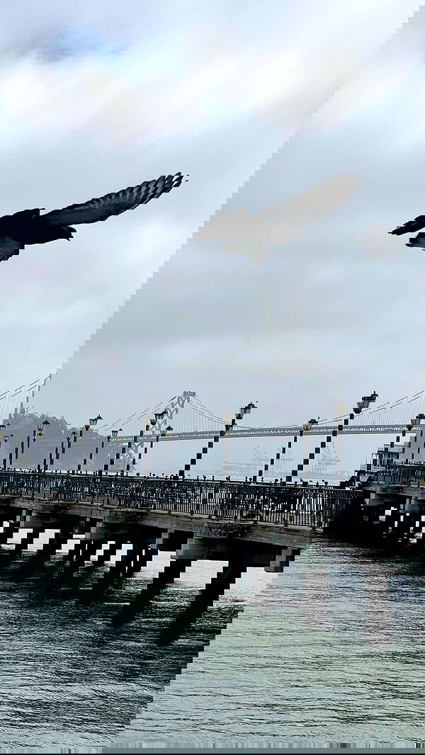 v.e.r.o._.n.i.c.a image ~ Altpins