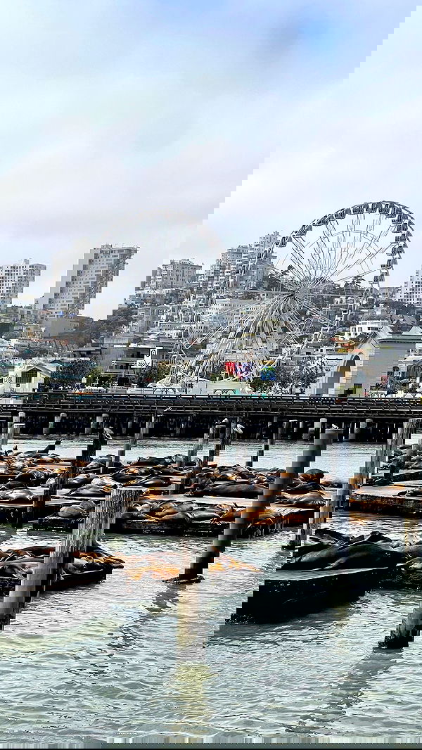 v.e.r.o._.n.i.c.a image ~ Altpins