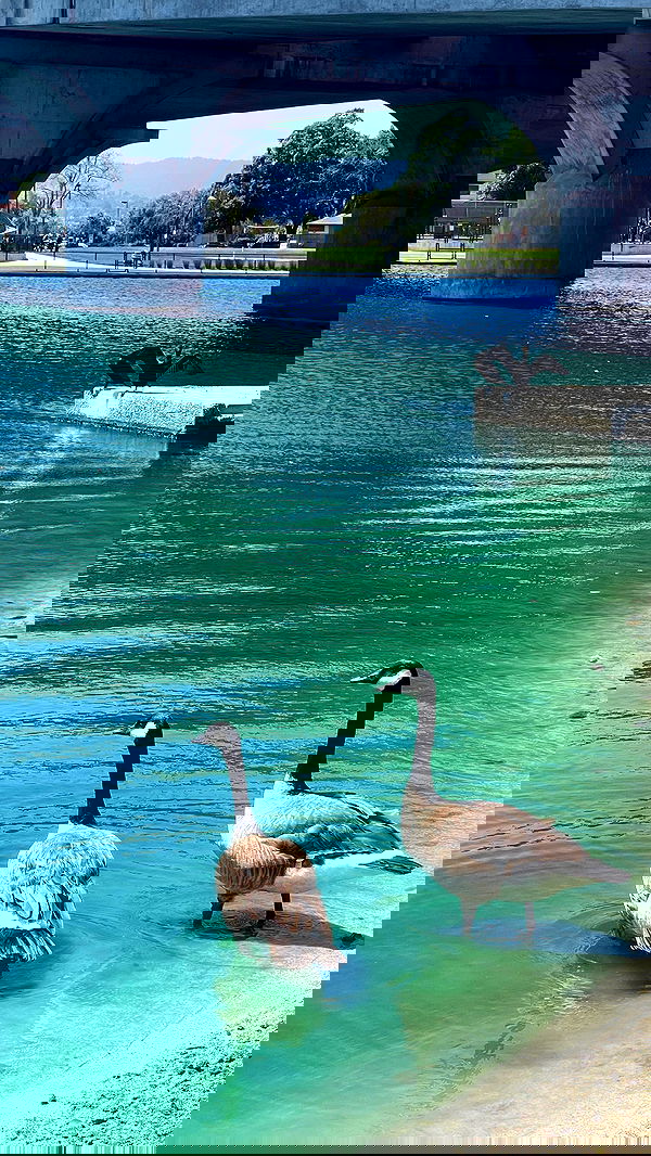 v.e.r.o._.n.i.c.a image ~ Altpins