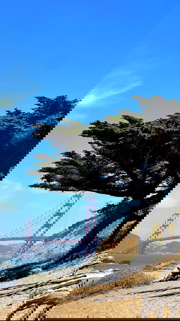 v.e.r.o._.n.i.c.a image ~ Altpins