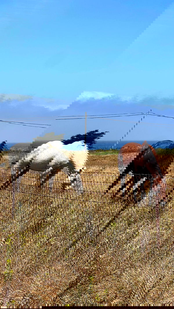 v.e.r.o._.n.i.c.a image ~ Altpins