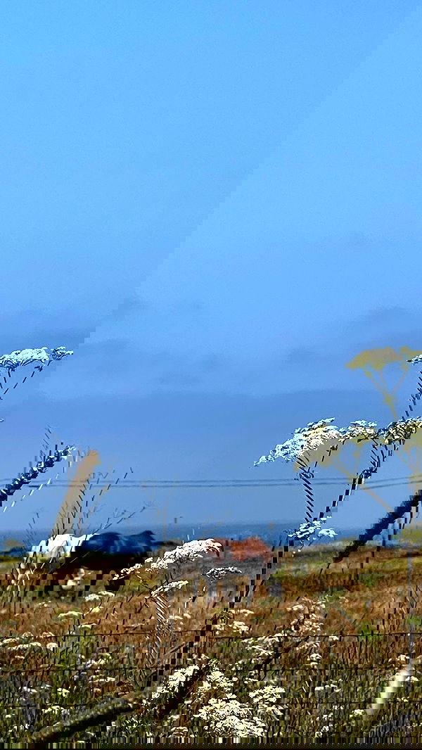 v.e.r.o._.n.i.c.a image ~ Altpins