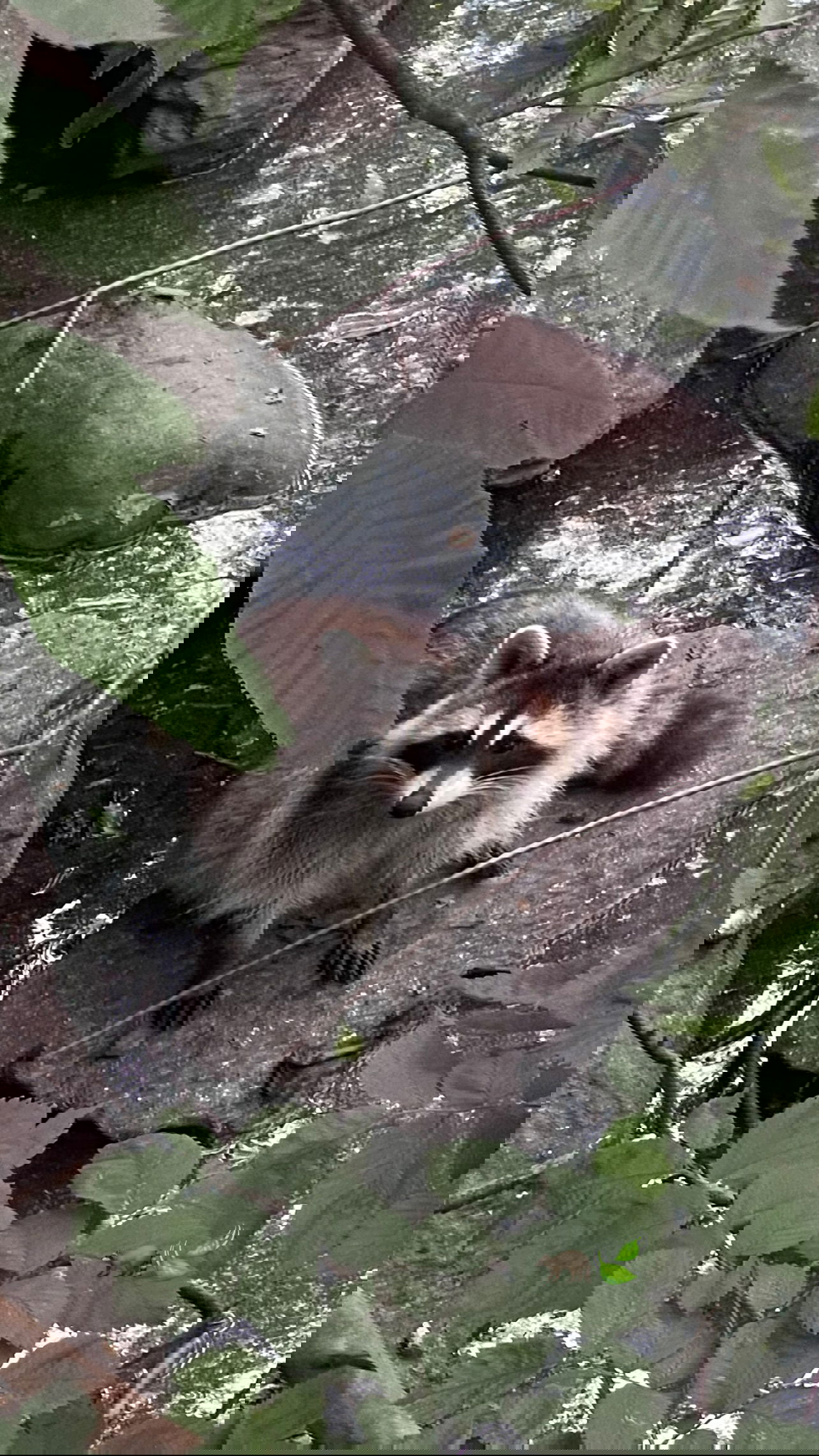 v.e.r.o._.n.i.c.a instagram image archive image