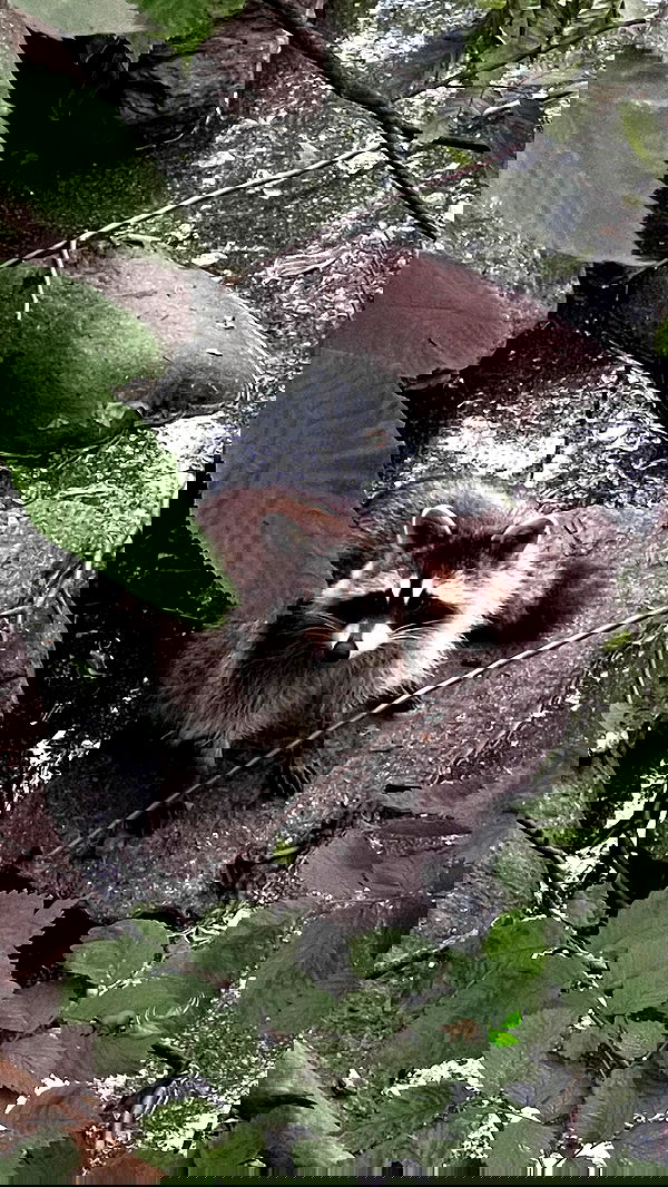 v.e.r.o._.n.i.c.a image ~ Altpins