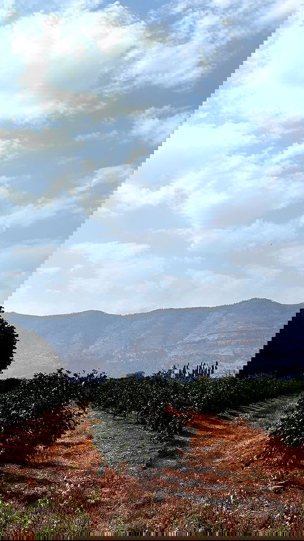 v.e.r.o._.n.i.c.a image ~ Altpins